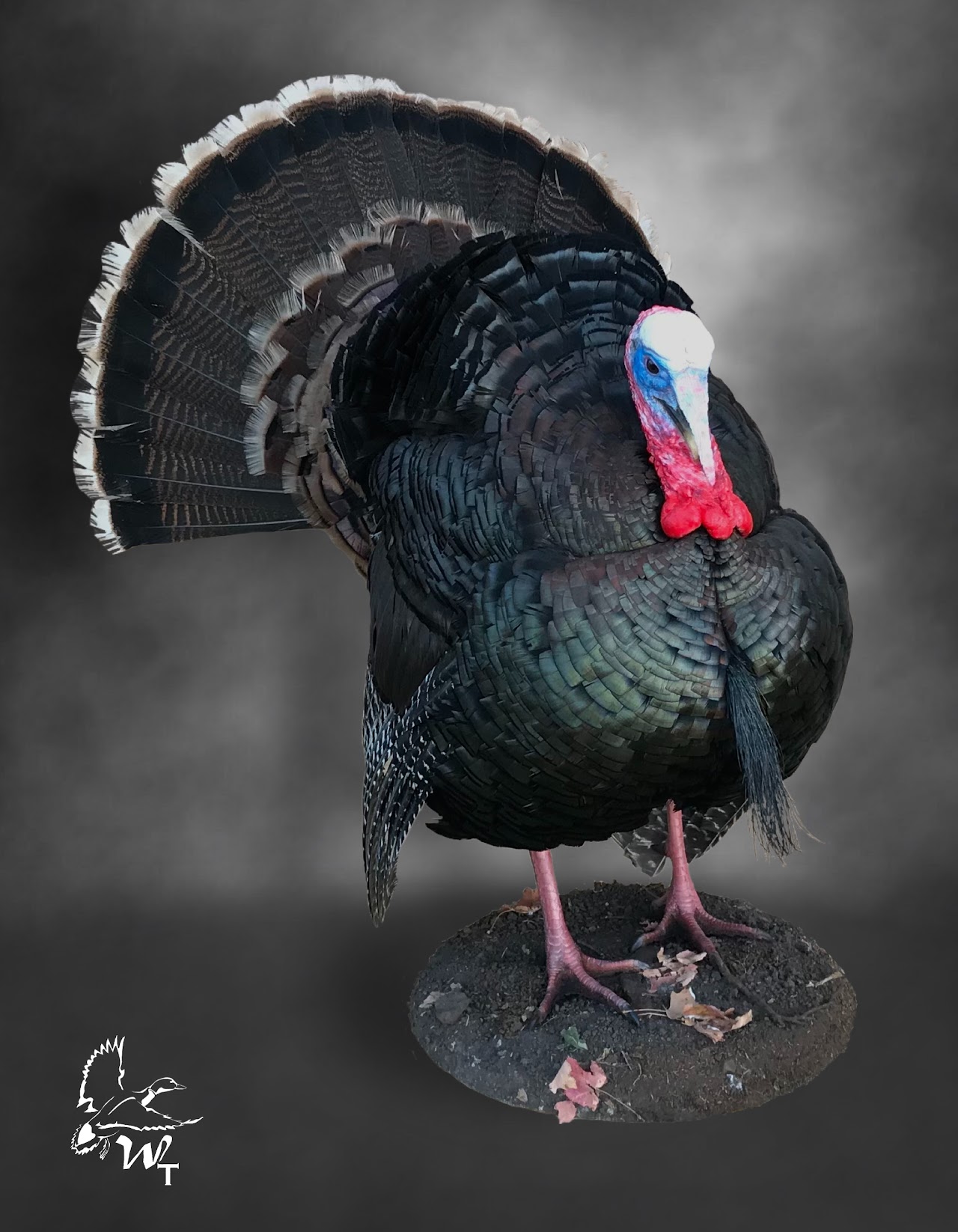 Turkey