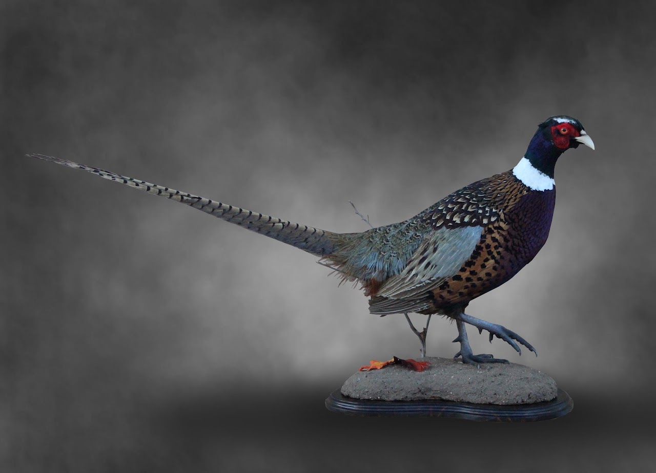 Pheasant